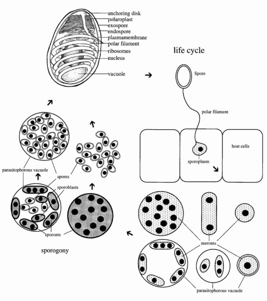 life cycle of microsporidia