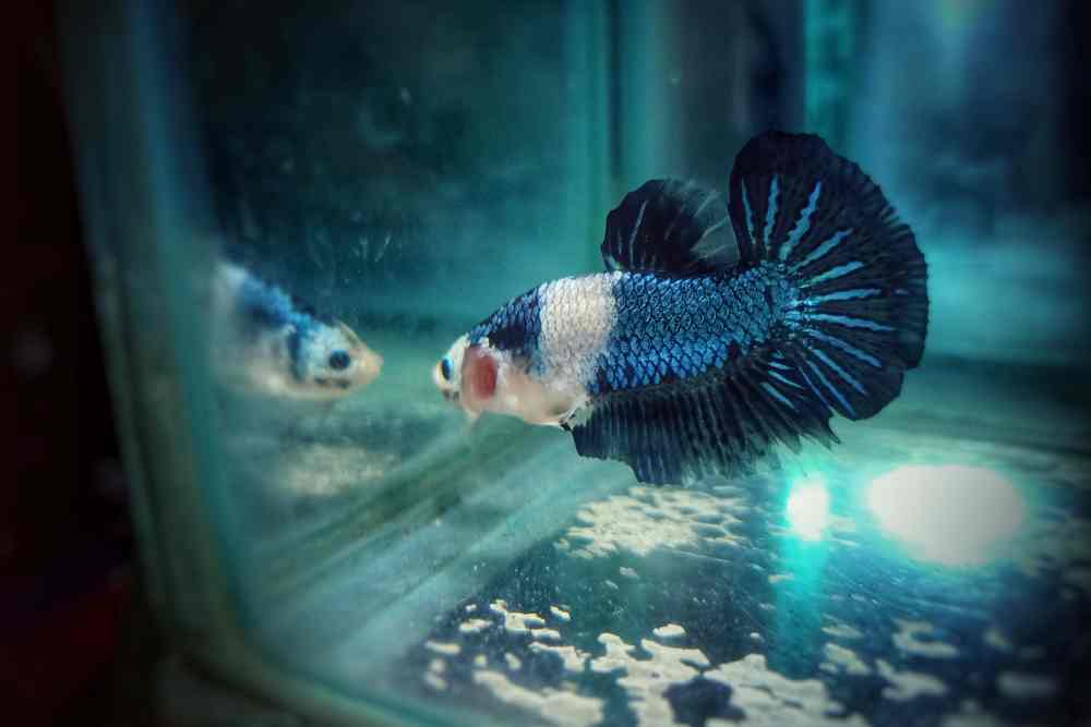 Bored betta outlet fish