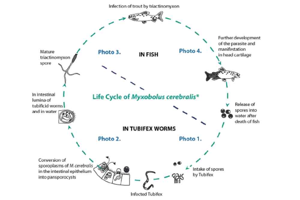 Life Cycle of Myxobolus cerebralis