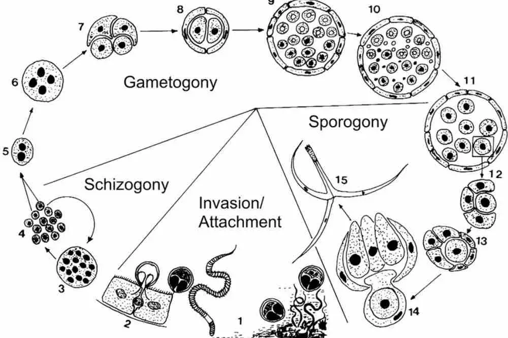 Life stages of Myxobolus cerebralis