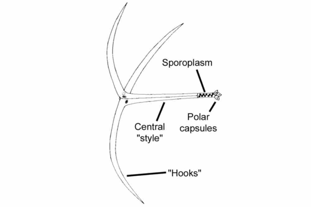 Morphology of Myxobolus cerebralis