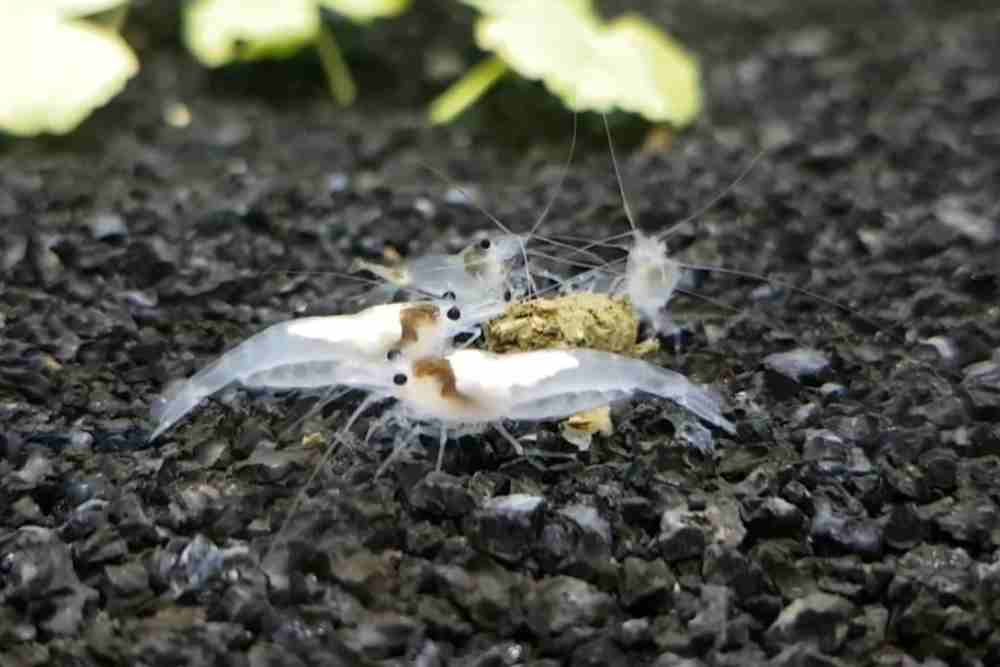 Scutariella japonica in Shrimp body