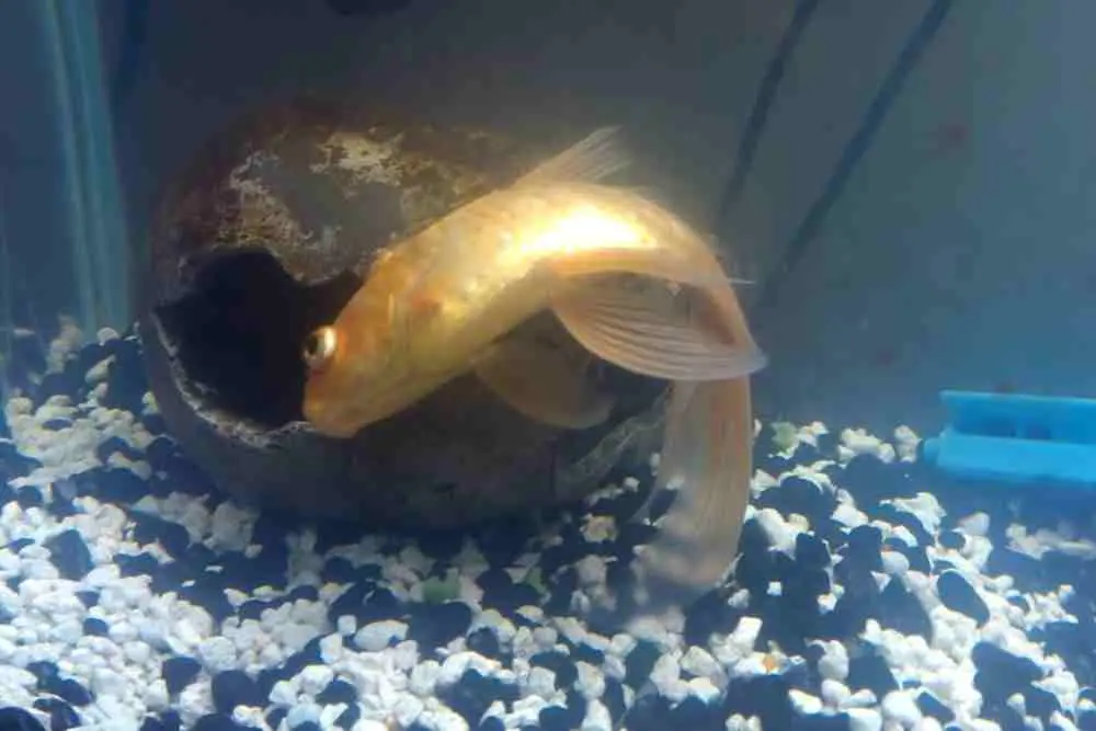 Whirling Disease in Aquarium Fish Species