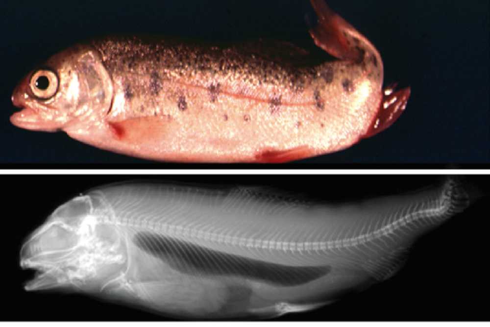 Whirling Disease in Fish
