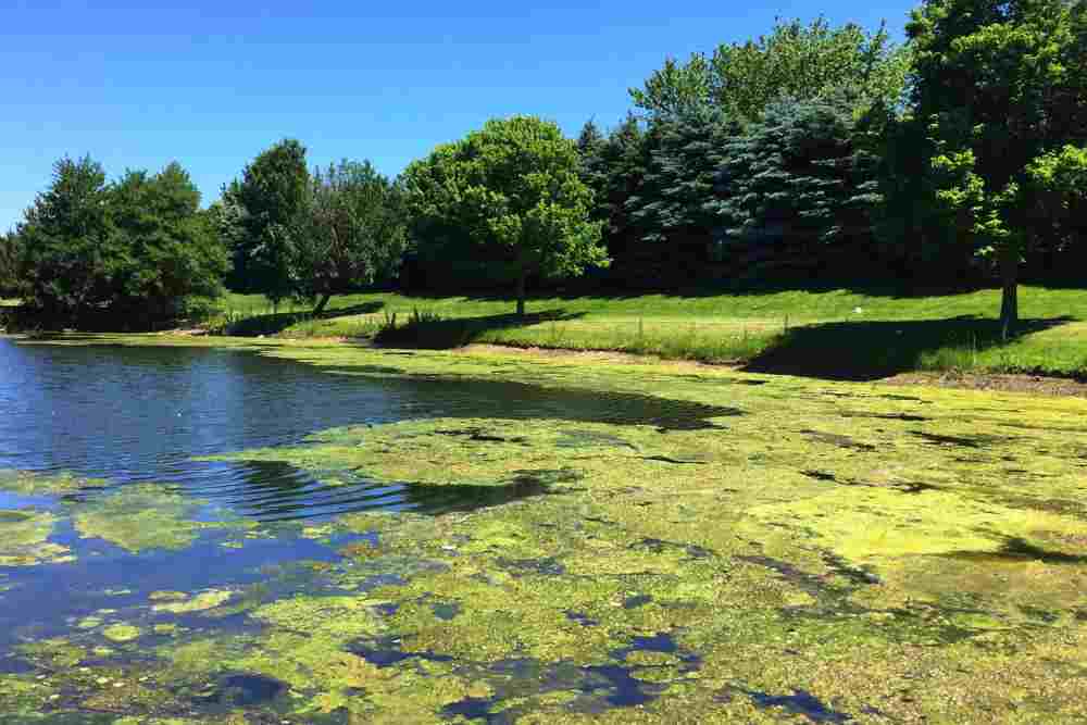 Algaecides For Ponds and Lake