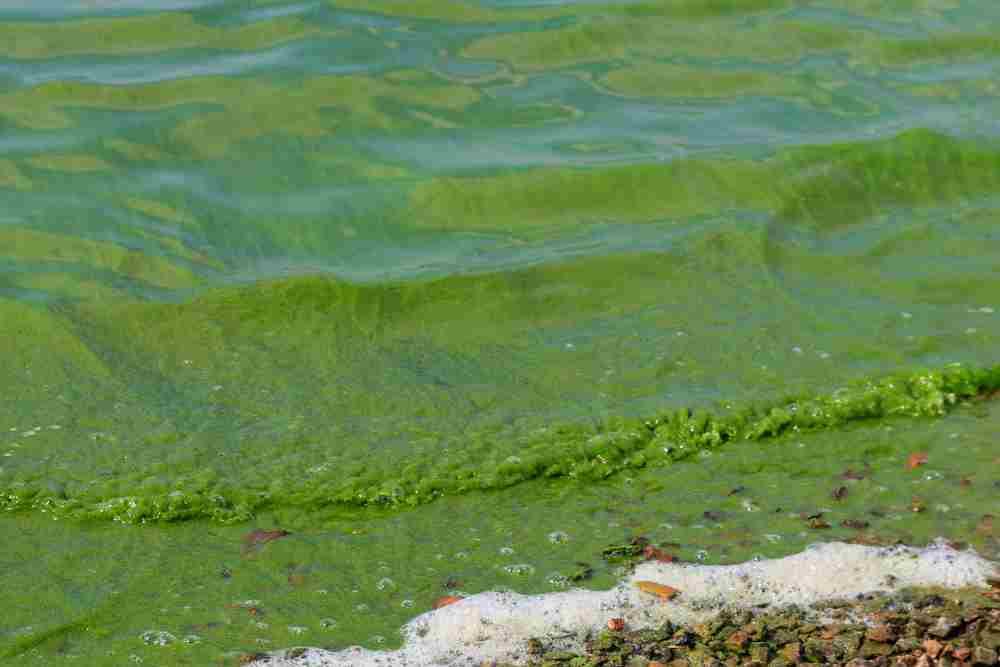 How To Control Algae Bloom