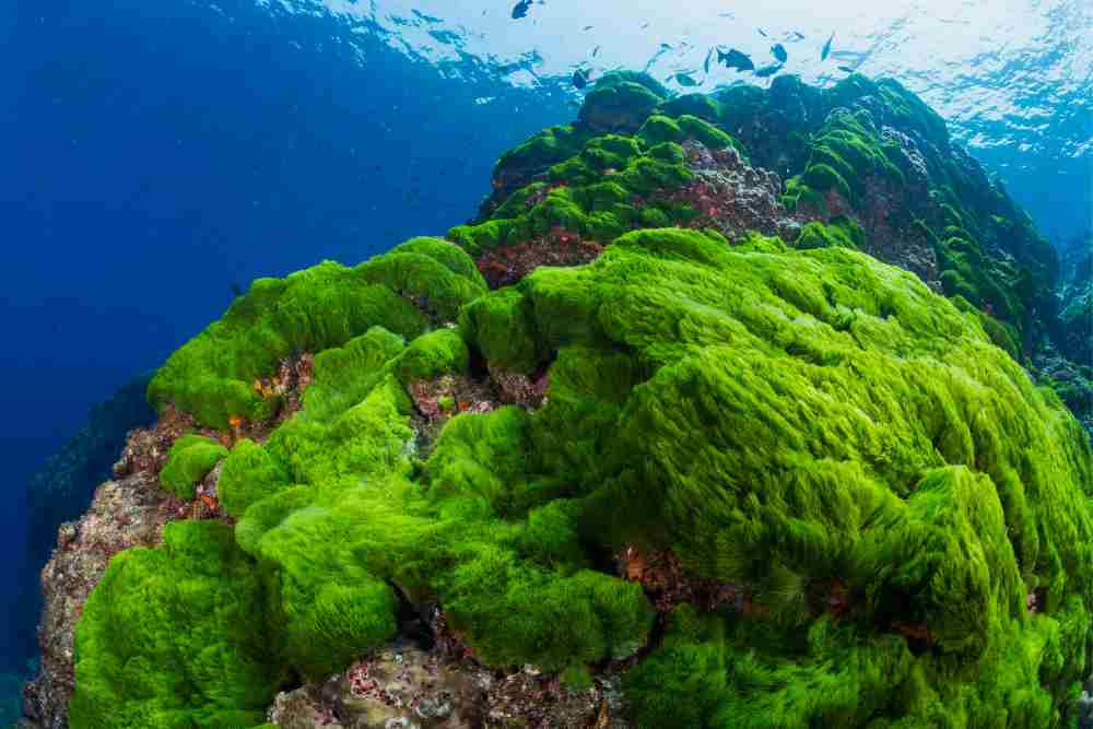 How To Control Algae Naturally