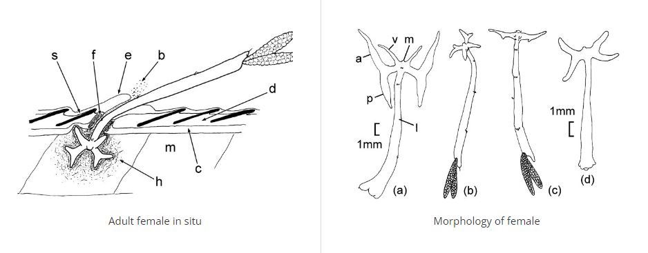 Adult female of lernea