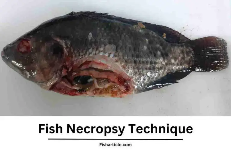 Fish Necropsy