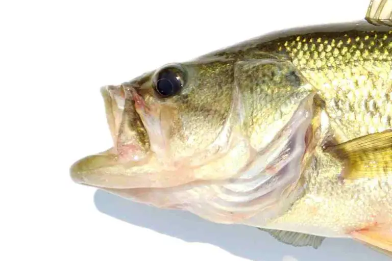 Fish Mouth Shapes Types, Positions & Functions Fish Article