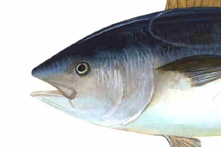 Fish Mouth Shapes Types, Positions & Functions Fish Article