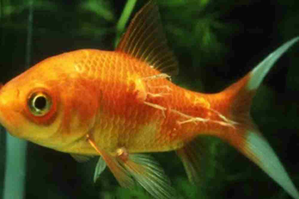 Goldfish Anchor Worm