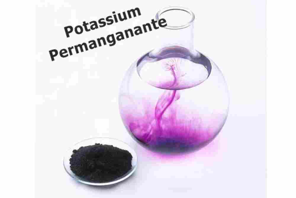 Potassium Permanganate Treatment for Anchor Worm